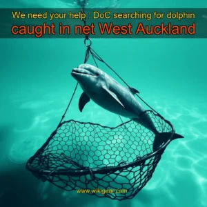 Read more about the article We need your help : DoC searching for dolphin caught in net  West Auckland