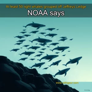 Read more about the article At least 50 right whales grouped off Jeffreys Ledge  NOAA says
